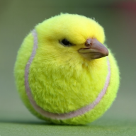 Lettuce